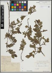 Foto von Salix alpina Scop.